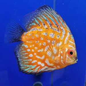 Pensione per animali Milano. Pensione per animali como. Pensione per animali lugano. Pensione per animali pavia. Symphysodon Discus. Pulizia acquario, acquario domestico, Servizi per acquari, Cura acquari, Manutenzione acquario, Cambio acqua, Igiene acquario, Pulizia acquario, acquario domestico, Servizi per acquari, Cura acquari, Manutenzione acquario, Cambio acqua, Igiene acquario, pensione animali.