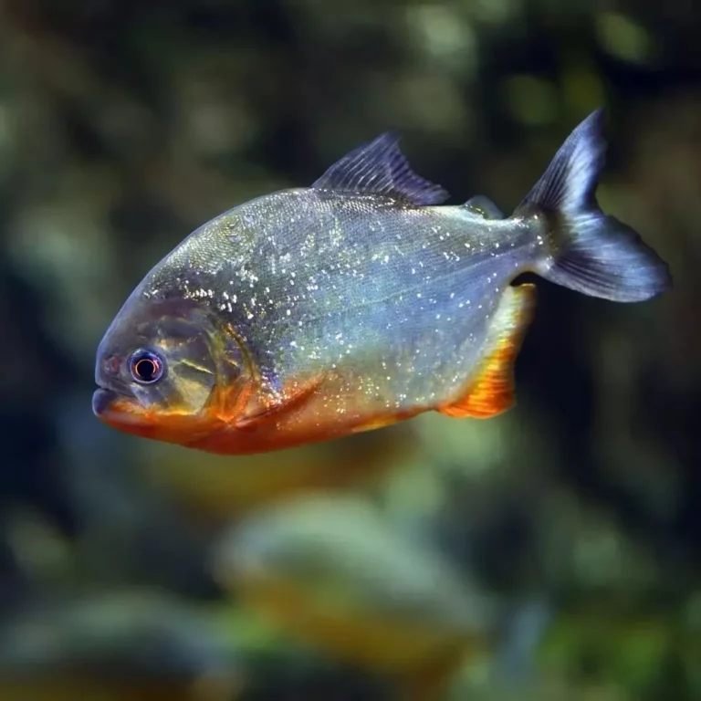 allestimento acquario lombardia. Piranha dal ventre rosso. Pulizia acquario, acquario domestico, Servizi per acquari, Cura acquari, Manutenzione acquario, Cambio acqua, Igiene acquario, Pulizia acquario, acquario domestico, Servizi per acquari, Cura acquari, Manutenzione acquario, Cambio acqua, Igiene acquario, pensione animali.