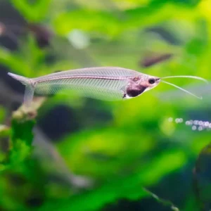 allestimento acquario canton ticino. Kryptopterus Vitreolus. Pulizia acquario, acquario domestico, Servizi per acquari, Cura acquari, Manutenzione acquario, Cambio acqua, Igiene acquario, Pulizia acquario, acquario domestico, Servizi per acquari, Cura acquari, Manutenzione acquario, Cambio acqua, Igiene acquario, pensione animali.