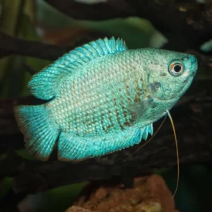 Allestimento acquario. Gourami Nano Trichogaster lalius. Pulizia acquario, acquario domestico, Servizi per acquari, Cura acquari, Manutenzione acquario, Cambio acqua, Igiene acquario, Pulizia acquario, acquario domestico, Servizi per acquari, Cura acquari, Manutenzione acquario, Cambio acqua, Igiene acquario, pensione animali.