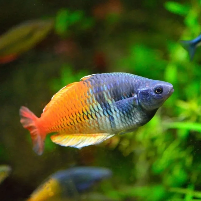 Pensione per animali Milano. Pensione per animali como. Pensione per animali lugano. Pensione per animali pavia. Rainbowfish. Pulizia acquario, acquario domestico, Servizi per acquari, Cura acquari, Manutenzione acquario, Cambio acqua, Igiene acquario, Pulizia acquario, acquario domestico, Servizi per acquari, Cura acquari, Manutenzione acquario, Cambio acqua, Igiene acquario, pensione animali.