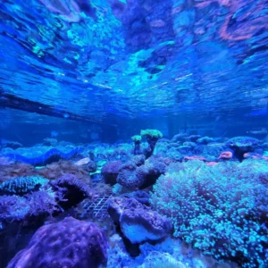 Allestimento acquario lombardia. Pulizia acquario, acquario domestico, Servizi per acquari, Cura acquari, Manutenzione acquario, Cambio acqua, Igiene acquario, Pulizia acquario, acquario domestico, Servizi per acquari, Cura acquari, Manutenzione acquario, Cambio acqua, Igiene acquario, pensione animali.